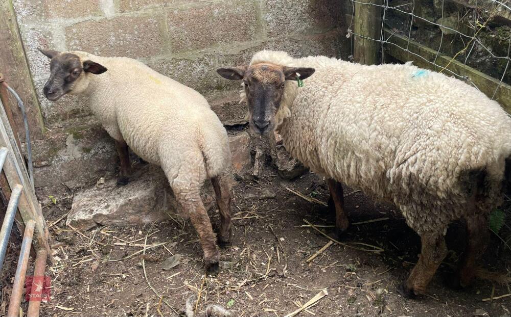 3YO CROSSBRED EWE & TEXEL CROSS LAMB BIDS PER LIFE