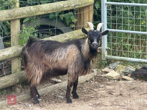 3YO PYGMY NANNY GOAT
