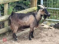 3YO PYGMY NANNY GOAT - 2