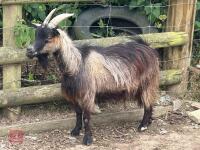 3YO PYGMY NANNY GOAT - 4