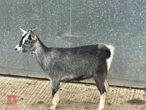 5MO PYGMY DOELING GOAT