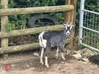 5MO PYGMY DOELING GOAT - 2