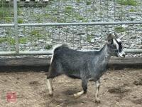5MO PYGMY DOELING GOAT - 3
