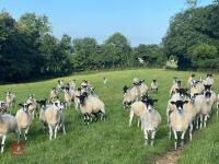 21 NEMSA NC MULE SHEARLINGS BIDS PER LIFE