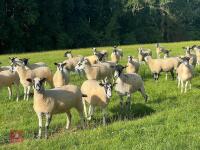 21 NEMSA NC MULE SHEARLINGS BIDS PER LIFE - 6