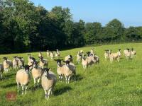21 NEMSA NC MULE SHEARLINGS BIDS PER LIFE - 7