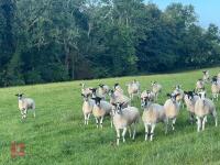 21 NEMSA NC MULE SHEARLINGS BIDS PER LIFE - 9