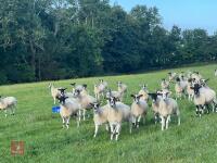 21 NEMSA NC MULE SHEARLINGS BIDS PER LIFE - 3
