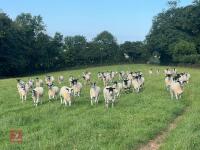 21 NEMSA NC MULE SHEARLINGS BIDS PER LIFE - 6