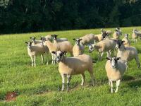 21 NEMSA NC MULE SHEARLINGS BIDS PER LIFE - 8