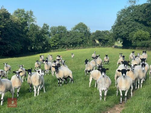 21 NEMSA NC MULE SHEARLINGS BIDS PER LIFE