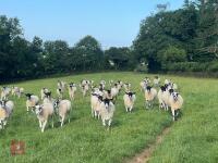 21 NEMSA NC MULE SHEARLINGS BIDS PER LIFE - 3