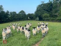 21 NEMSA NC MULE SHEARLINGS BIDS PER LIFE - 5