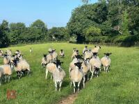 21 NEMSA NC MULE SHEARLINGS BIDS PER LIFE - 9