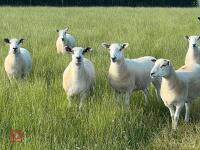 20 TEXEL X MULE YEARLING BREEDING EWES BIDS PER LIFE