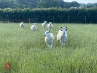 20 TEXEL X MULE YEARLING BREEDING EWES BIDS PER LIFE - 3