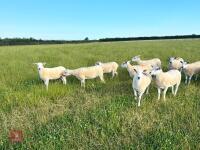 20 TEXEL X MULE YEARLING BREEDING EWES BIDS PER LIFE - 6