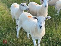 20 TEXEL X MULE YEARLING BREEDING EWES BIDS PER LIFE - 8