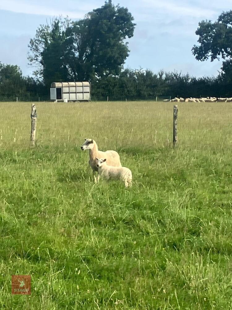 CHEVIOT X HOGG SINGLE COUPLE BIDS PER LIFE