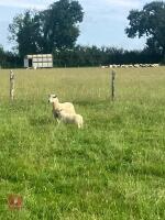 CHEVIOT X HOGG SINGLE COUPLE BIDS PER LIFE - 2