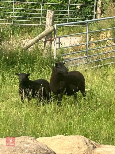 TEXEL X HOGG SINGLE COUPLE BIDS PER LIFE