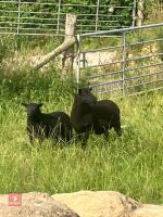 TEXEL X HOGG SINGLE COUPLE BIDS PER LIFE