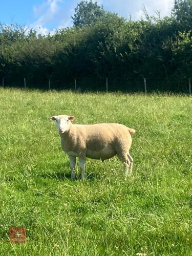 PUREBRED BERRICHON 2T RAM