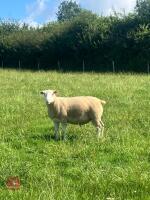PUREBRED BERRICHON 2T RAM