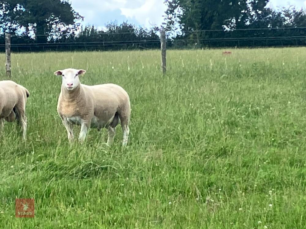 PUREBRED BERRICHON 2T RAM