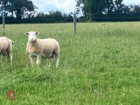 PUREBRED BERRICHON 2T RAM