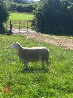PUREBRED BERRICHON 2T RAM - 2