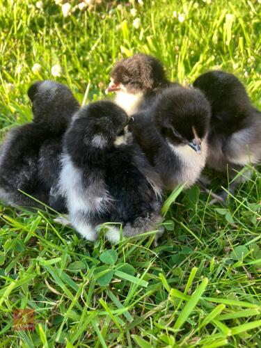 5 COPPER MARAN CHICKS BIDS PER LIFE