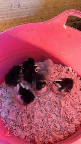 7 PEKIN CHICKS ON HEAT BIDS PER LIFE