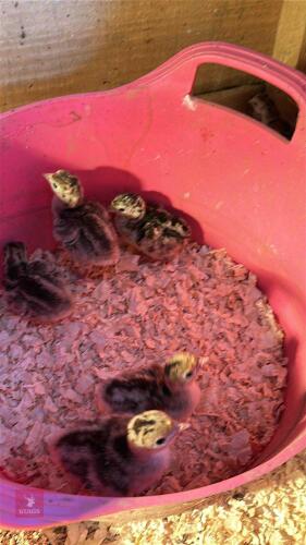 5 TURKEY CHICKS ON HEAT BIDS FOR THE GROUP