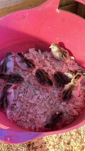 6 GUINEAFOWL CHICKS BIDS FOR THE GROUP