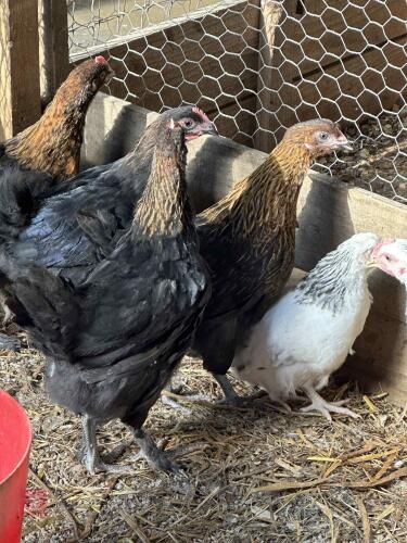 TRIO OF COPPER BLACK MARANS BIDS PER LIFE