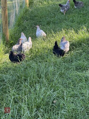 7 X 14WK PEKIN BIDS PER LIFE