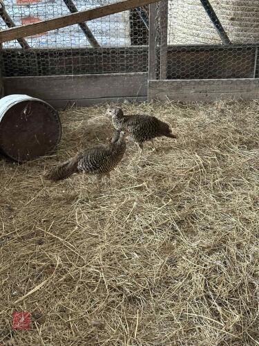2 RED GOLDEN PHEASANT HENS BIDS PER LIFE