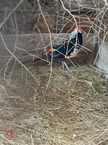TRIO OF LADY AMHERST PHEASANTS BIDS PER LIFE