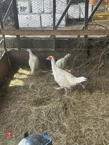 TRIO OF WHITE PHEASANTS BIDS PER LIFE