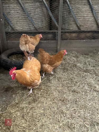 TRIO OF BUFF ORPINGTONS BIDS PER LIFE