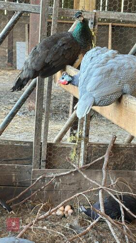 PAIR OF PEAFOWL BIDS PER LIFE