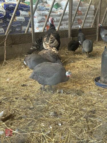 5 ADULT GUINEAFOWL BIDS PER LIFE