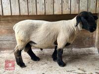 4T PEDIGREE SUFFOLK RAM