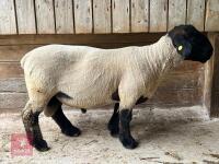 4T PEDIGREE SUFFOLK RAM - 2