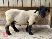 4T PEDIGREE SUFFOLK RAM - 3
