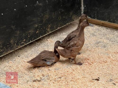 3 KHAKI CAMPBELL HENS BIDS PER LIFE