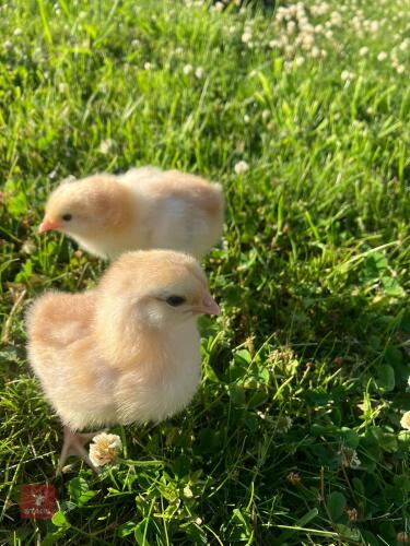 2 CREAM LEGBAR X COPPER MARAN CHICKS BIDS PER LIFE