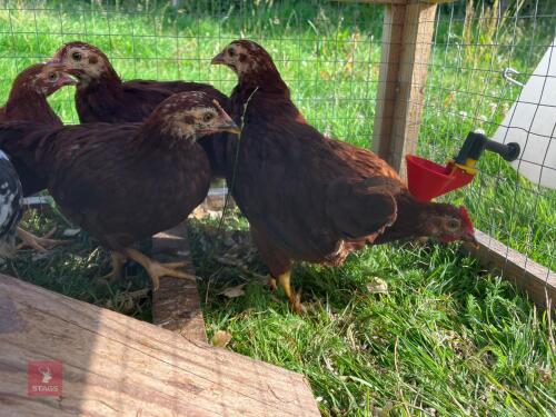 5 X 8WK RHODE ISLAND RED CHICKS BIDS PER LIFE