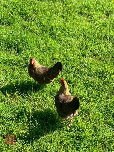 PAIR OF WELLSUMMER BANTAM HENS BIDS PER LIFE